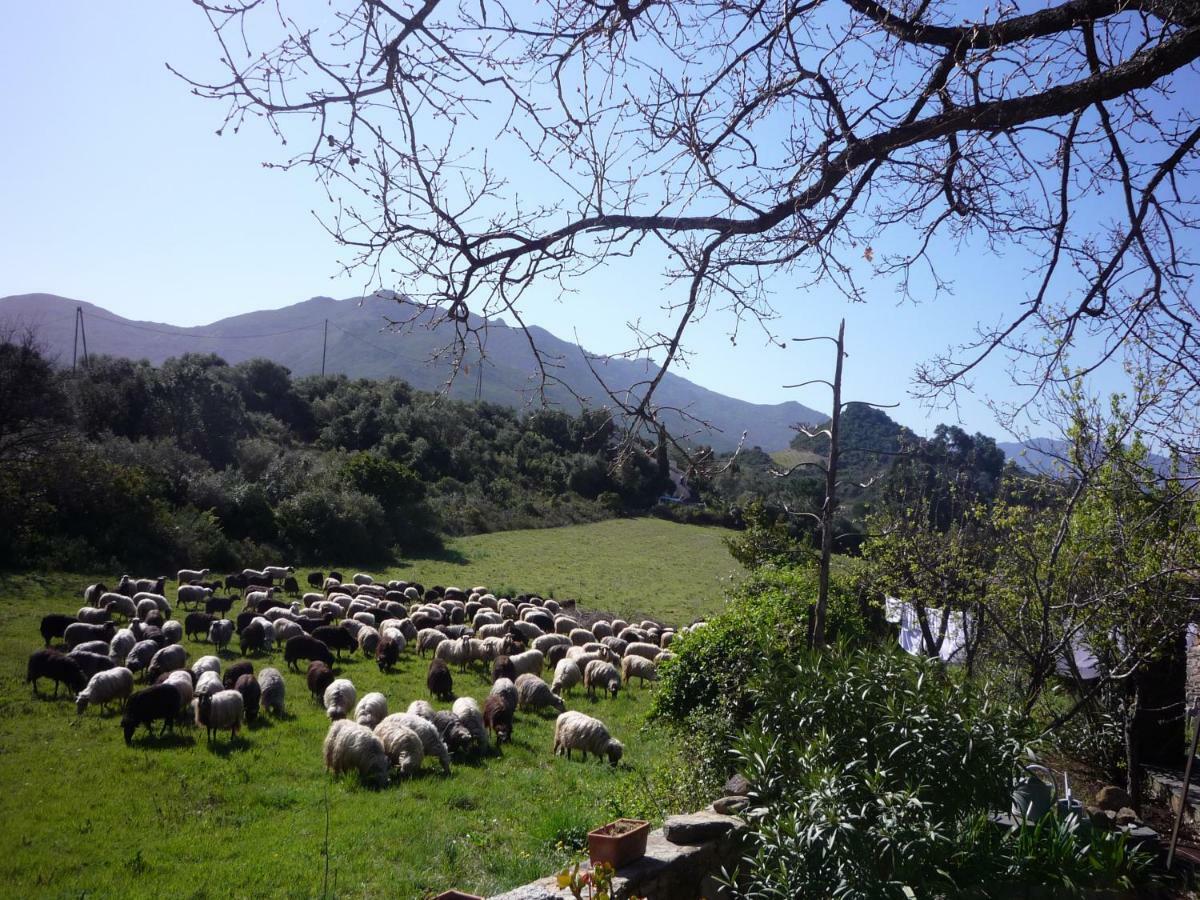A Camera Di A Vigna Casta Buitenkant foto